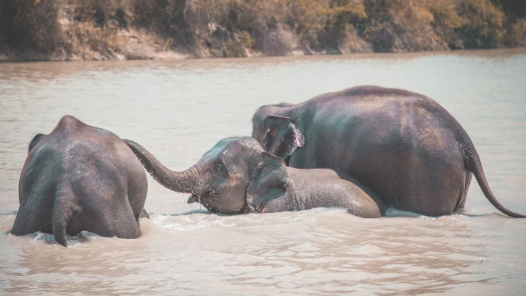 Bherugarh Wildlife Sanctuary