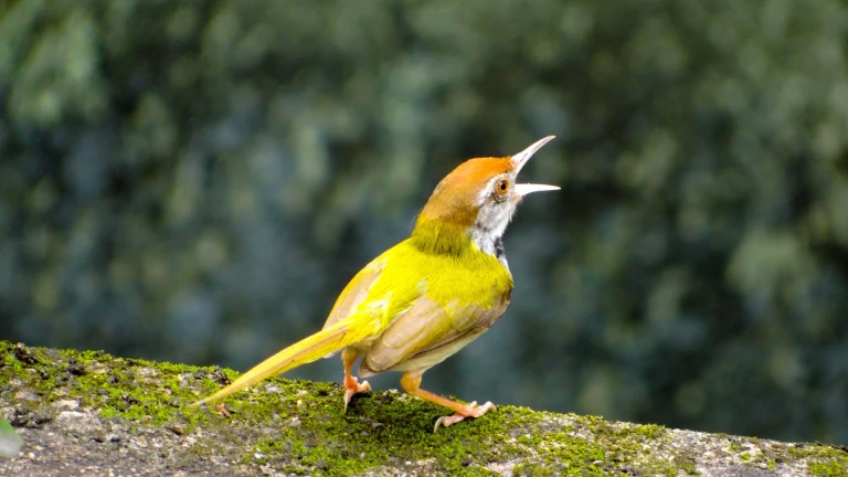 Gopi Talav Bird Sanctuary