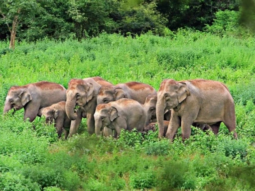 image for article Kui Buri National Park: A Place to Spot Elephants in the Wild